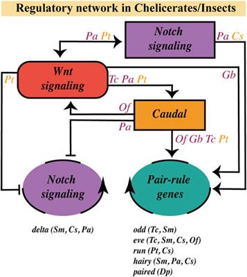 The organizing role of Wnt signaling pathway during arthropod posterior growth